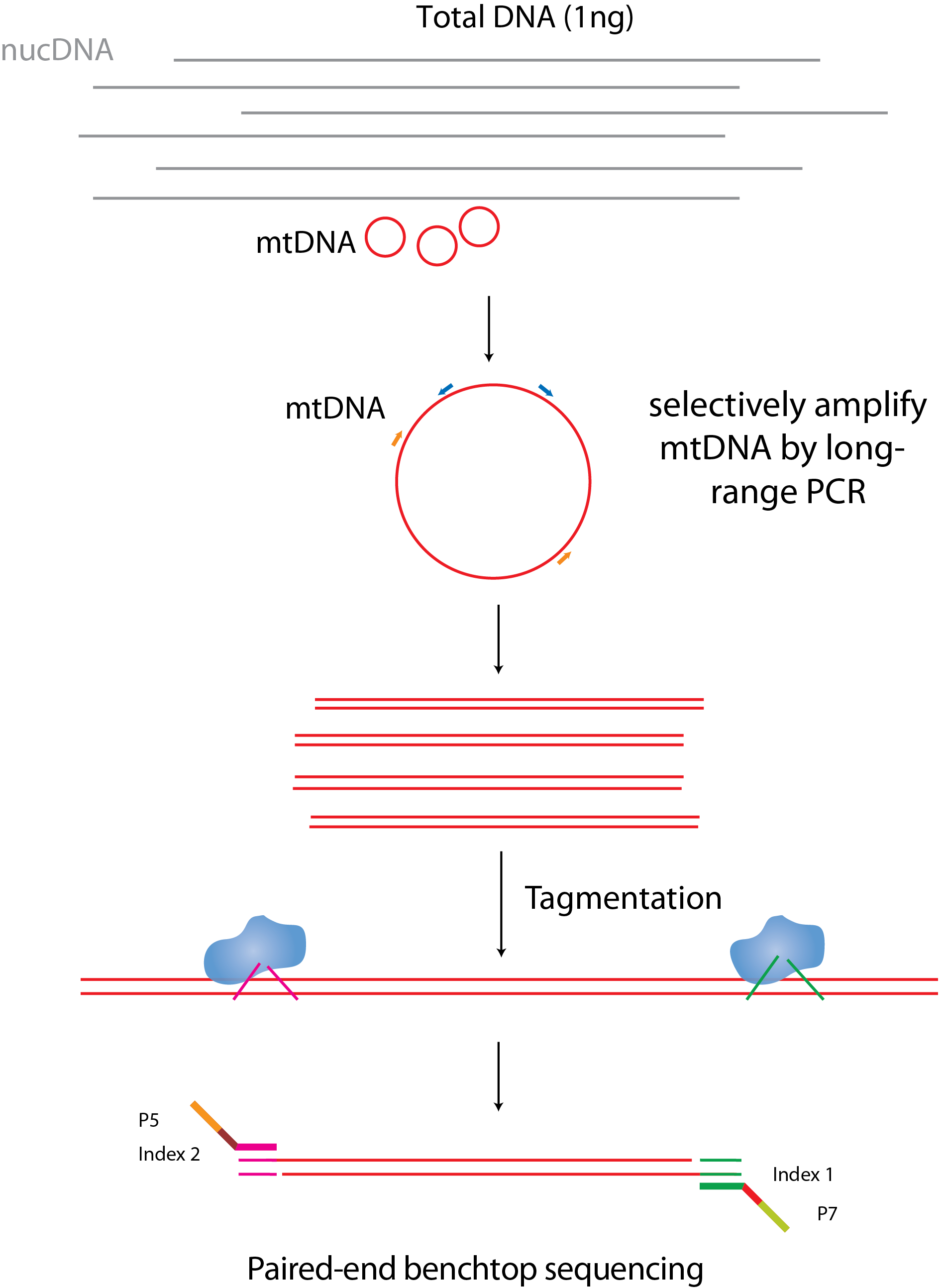 Nathan Shock Center > Cores > Targeted DNA Methylation & Mitochondrial ... Biology Diagrams